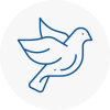 Bird Prevention Farnham Royal