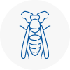 Farnham Royal Wasp Nest Removal